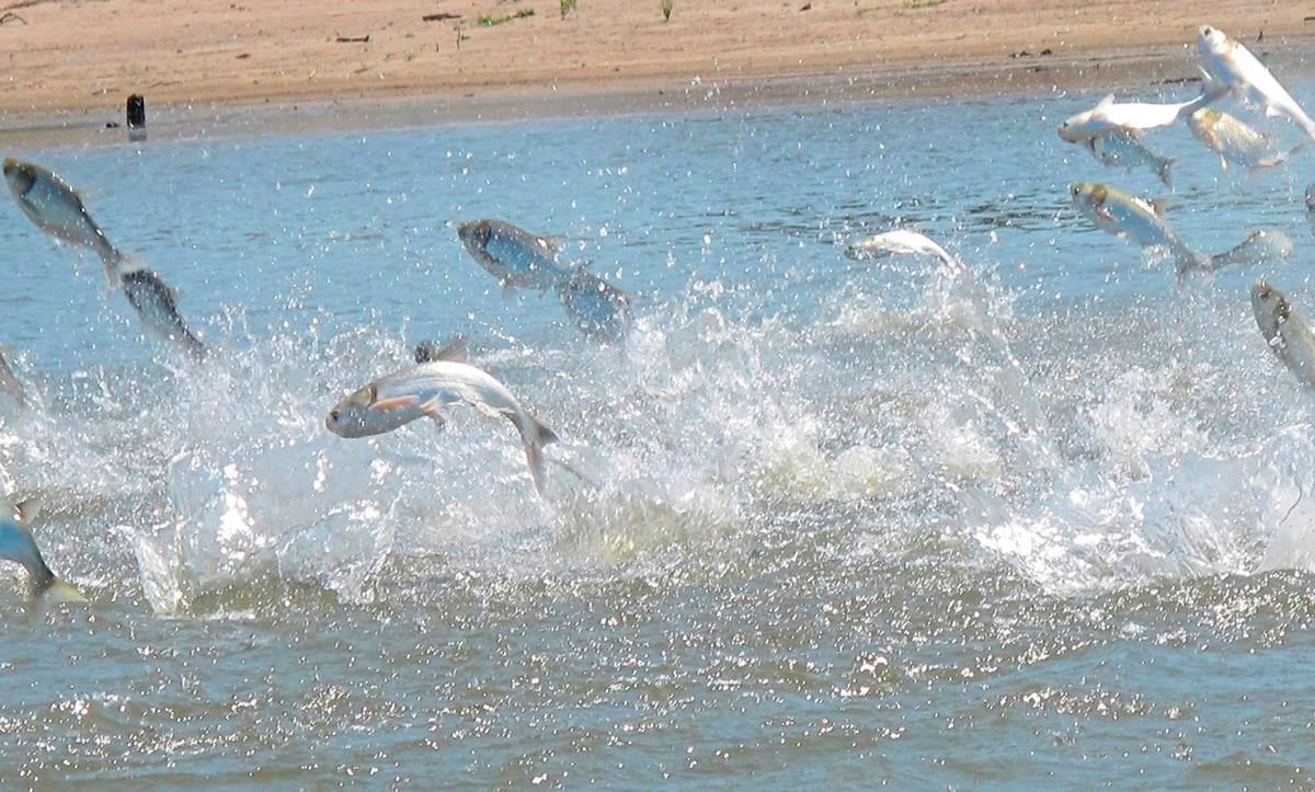 Minnesota, Wisconsin wildlife officials capture 100s of invasive carp in Mississippi  River - Richmond News