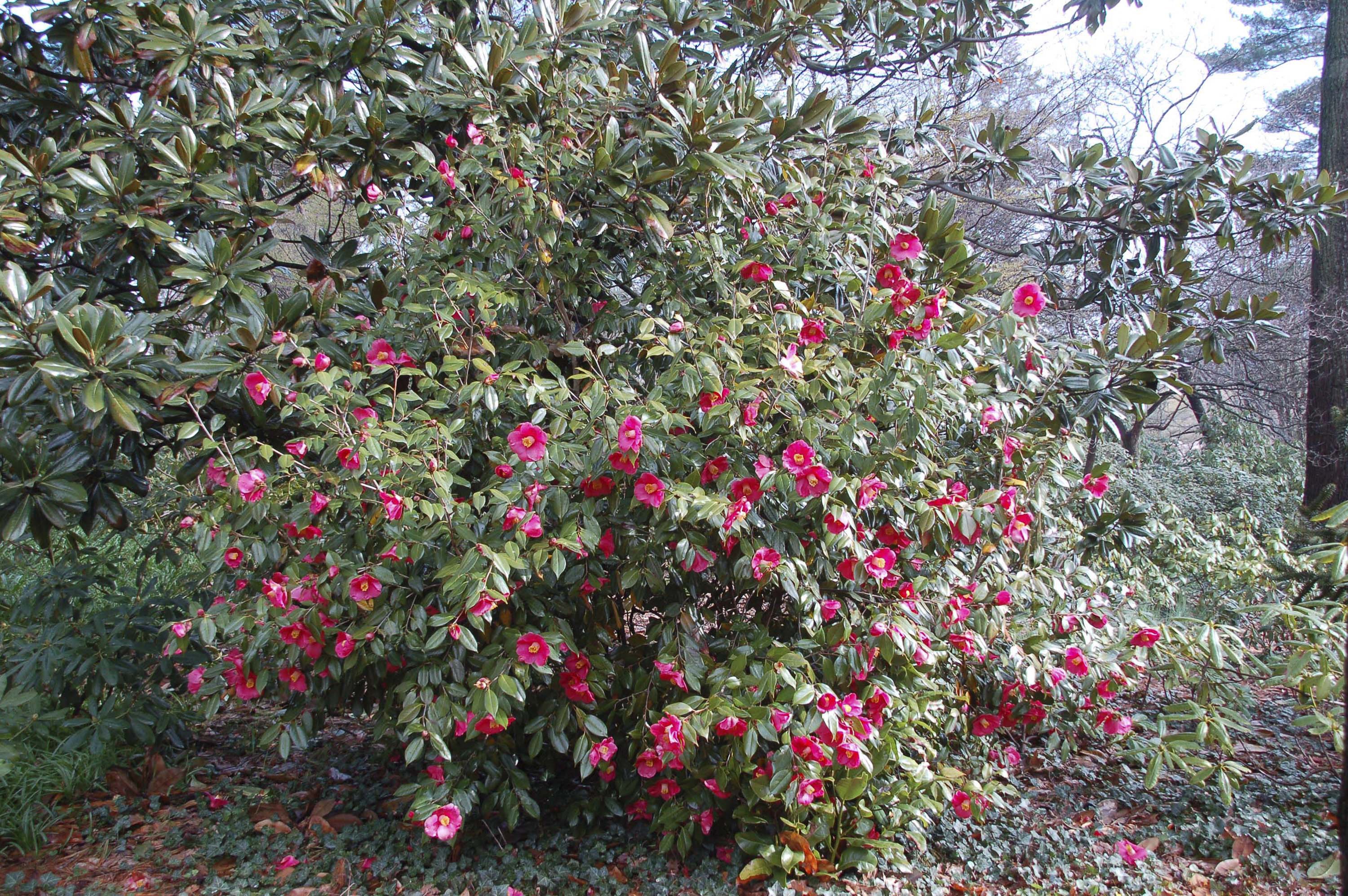 The Plant Doctor: Control tea scale on camellias with spray