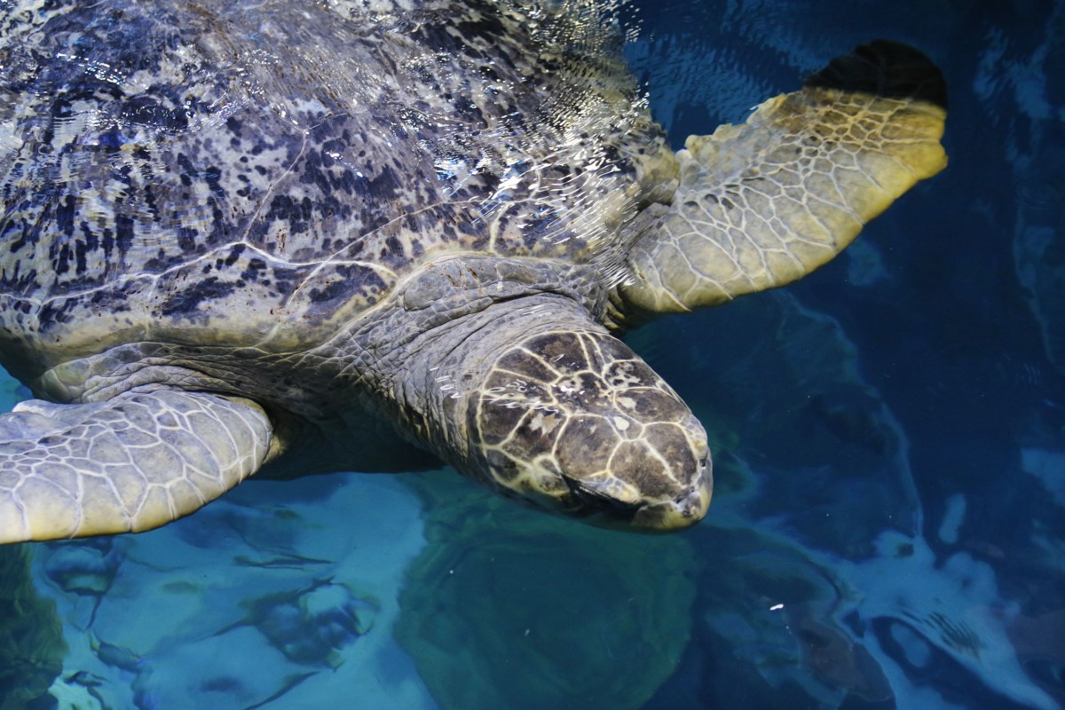 Ancient sea turtle housed at Boston aquarium for more than 50 years ...