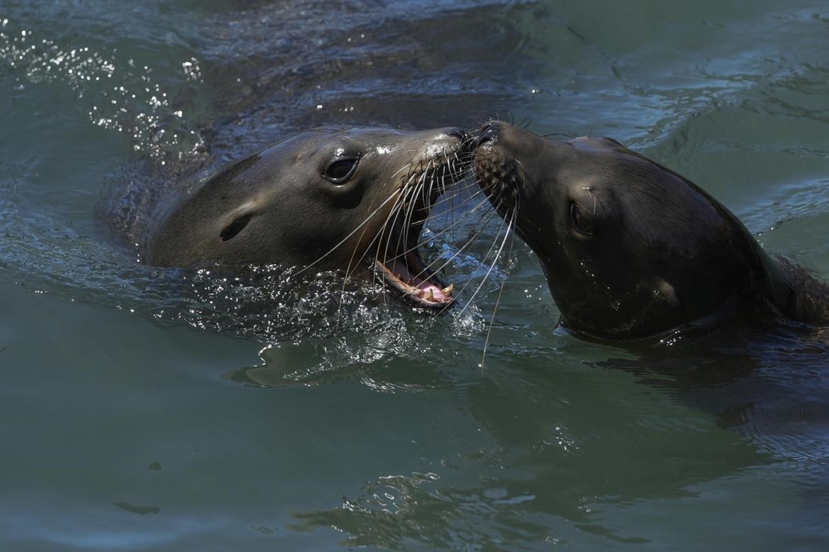 An anchovy feast draws a crush of sea lions to one of San Francisco's