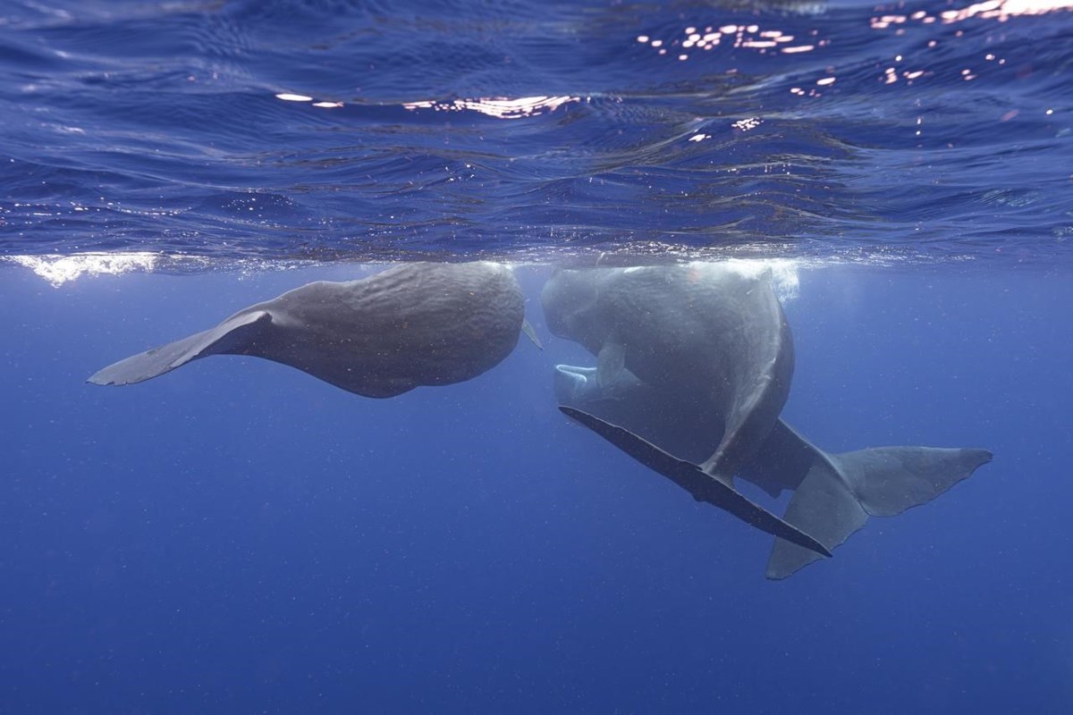 Scientists are learning the basic building blocks of sperm whale ...