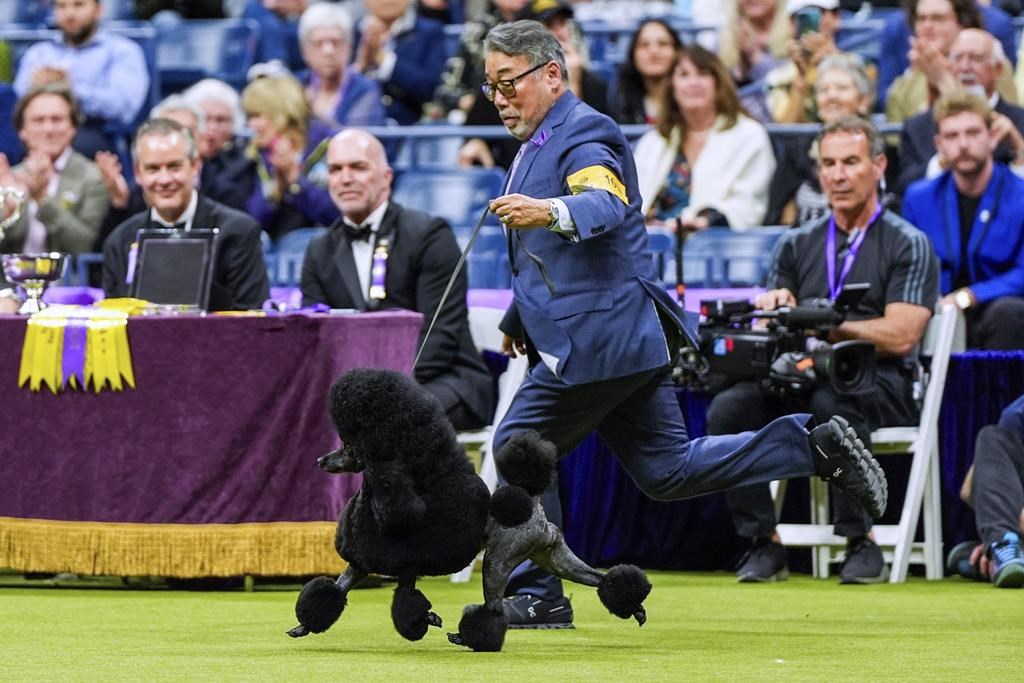 Westminster Dog Show prestigious event showcasing top purebreds in 2025