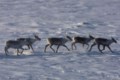 B.C. establishes largest provincial park in a decade to protect threatened caribou