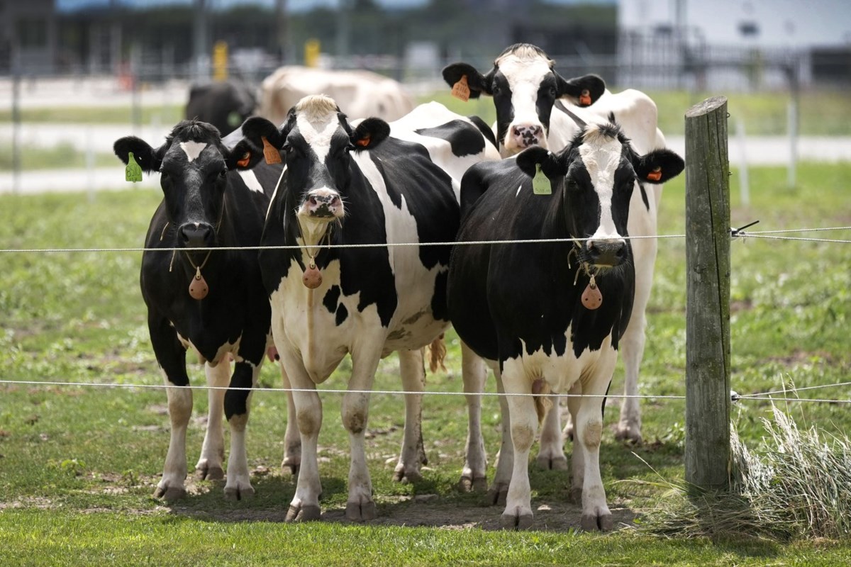 Bird Flu Strikes Again: Second Type Detected in US Dairy Cows