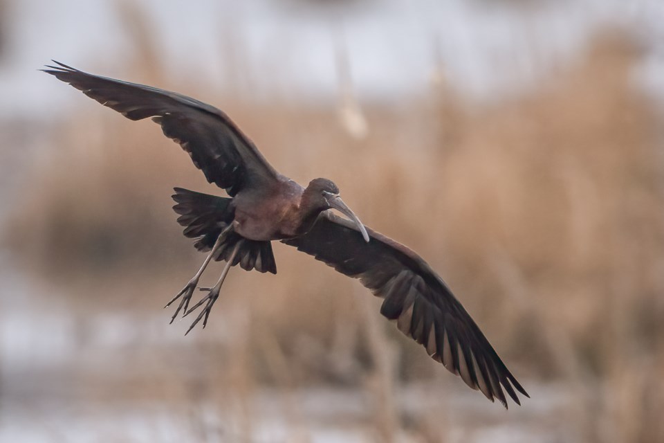 Rare Feathered Visitor Draws Onlookers To Brookfield Ns