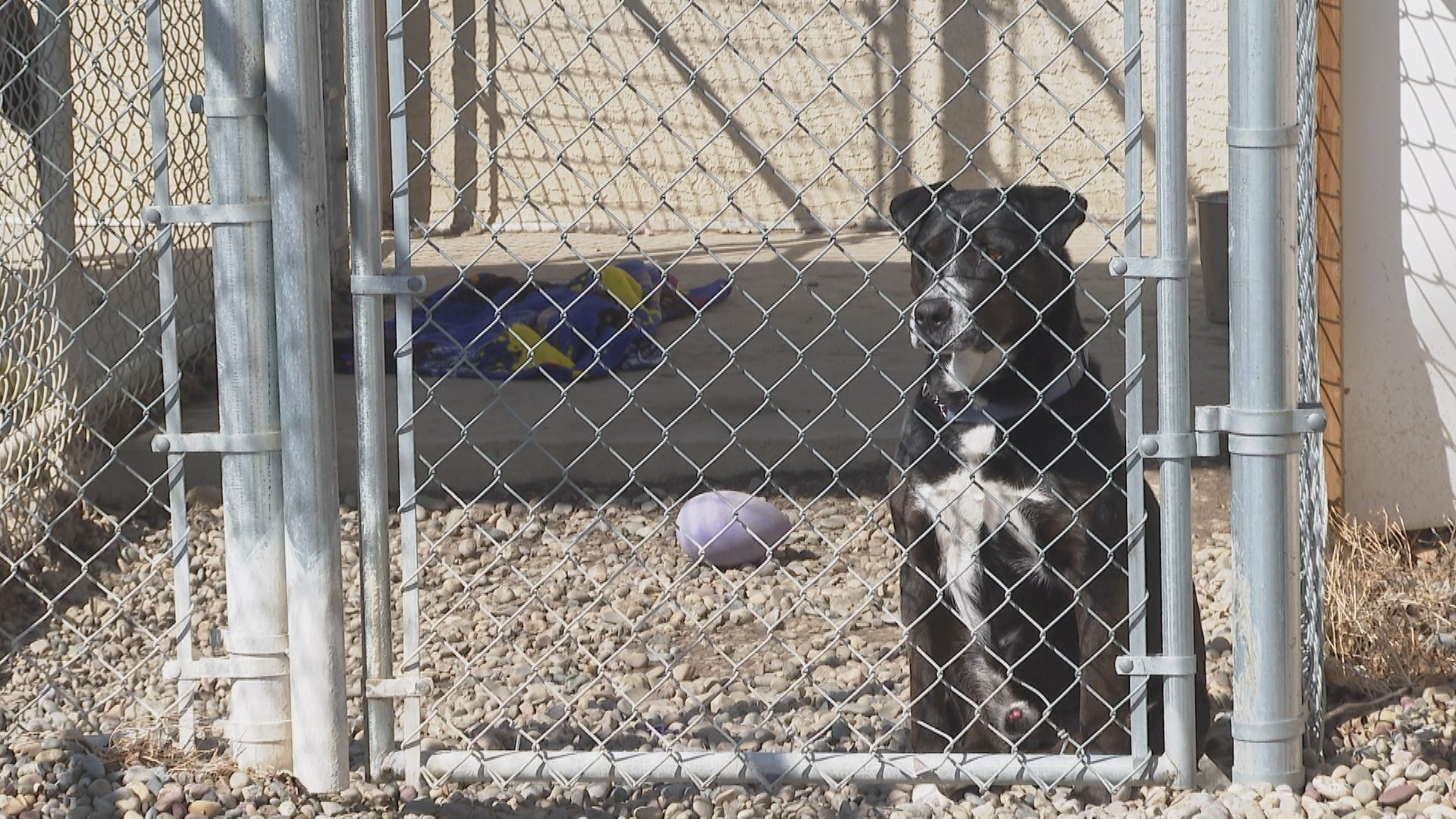 almost home canine rescue yyc