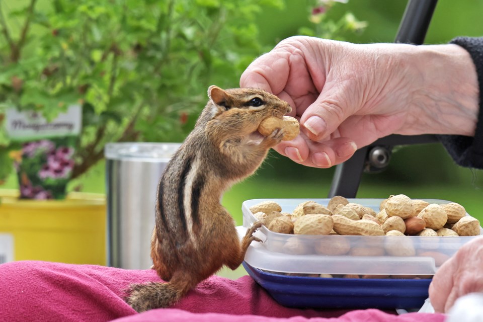 USED06222024goodmorningfeedingchipmunk