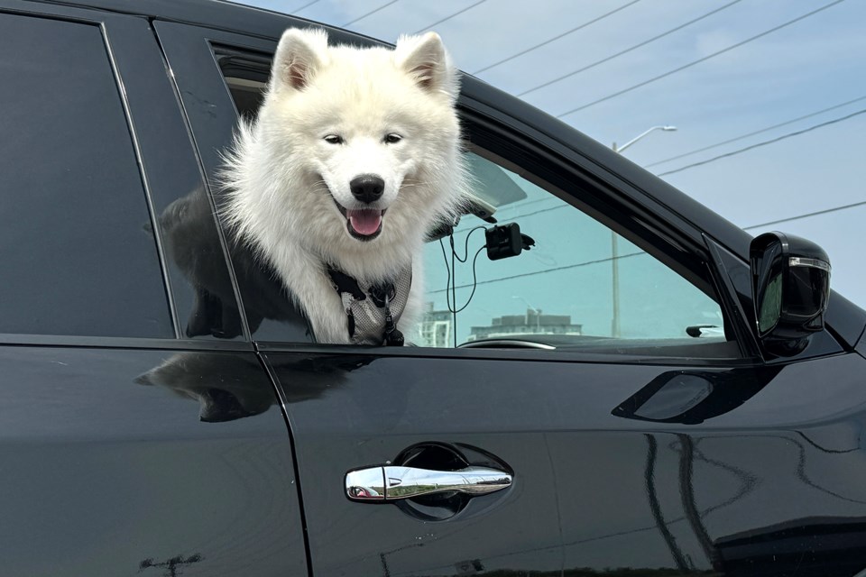 USED 09142024goodmorningdogcar