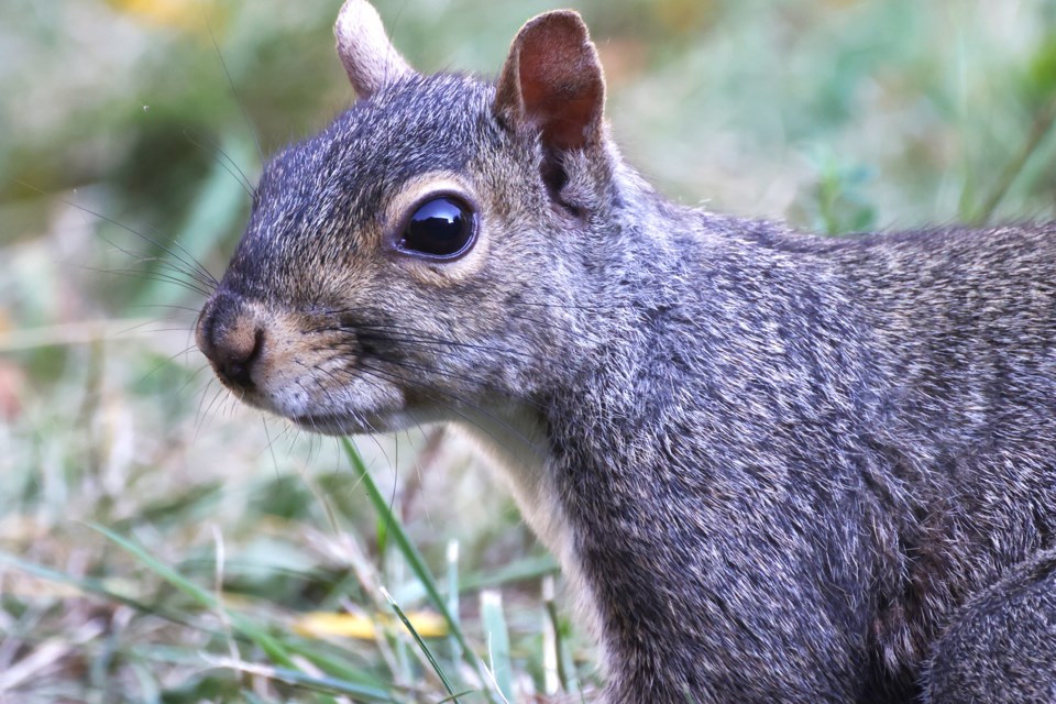 USED 09142024goodmorningsquirrelportrait