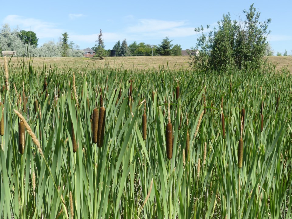USED 2018-07-18-cattails