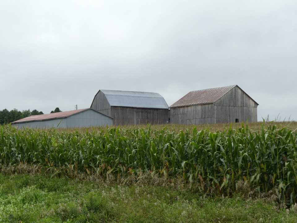 USED 2018-08-31-farm corn