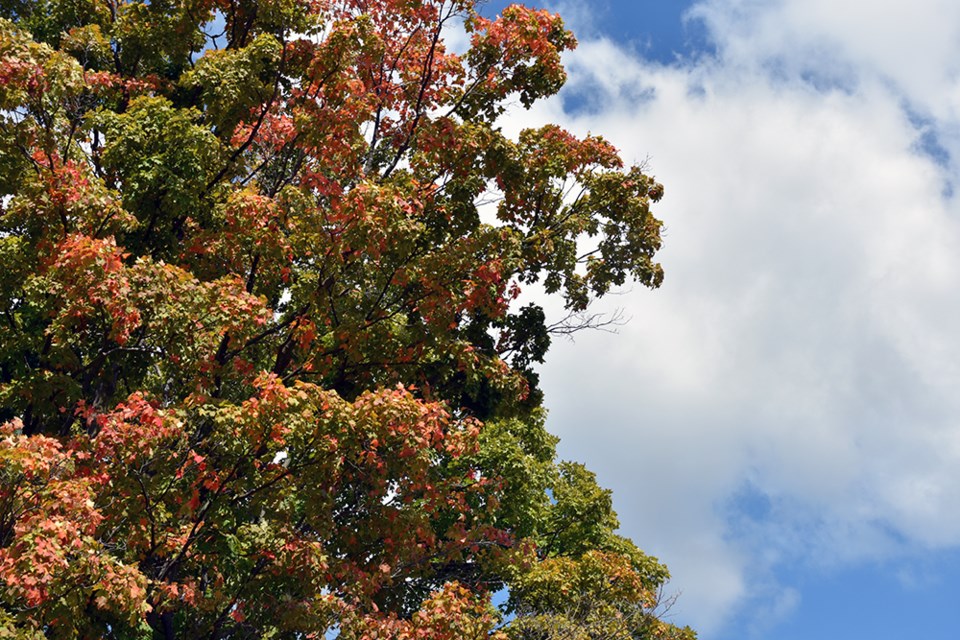 USED2018-09-13-tree and sky