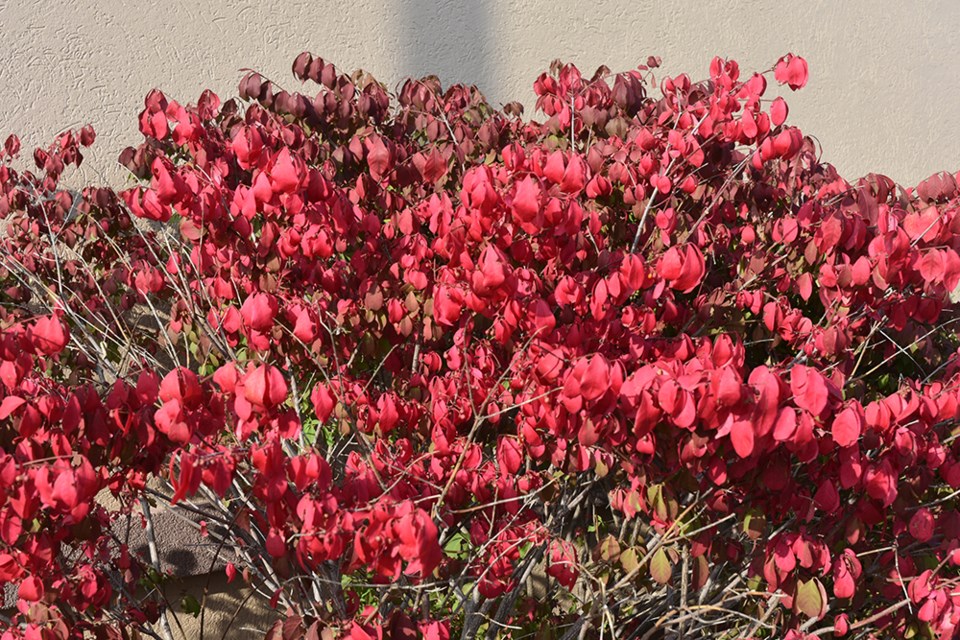 USED 2018-10-11-red leaves