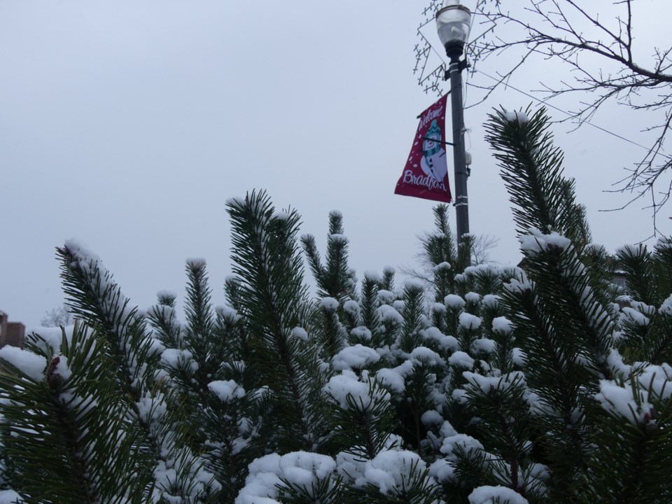 USED 2018-11-28-snowy bush