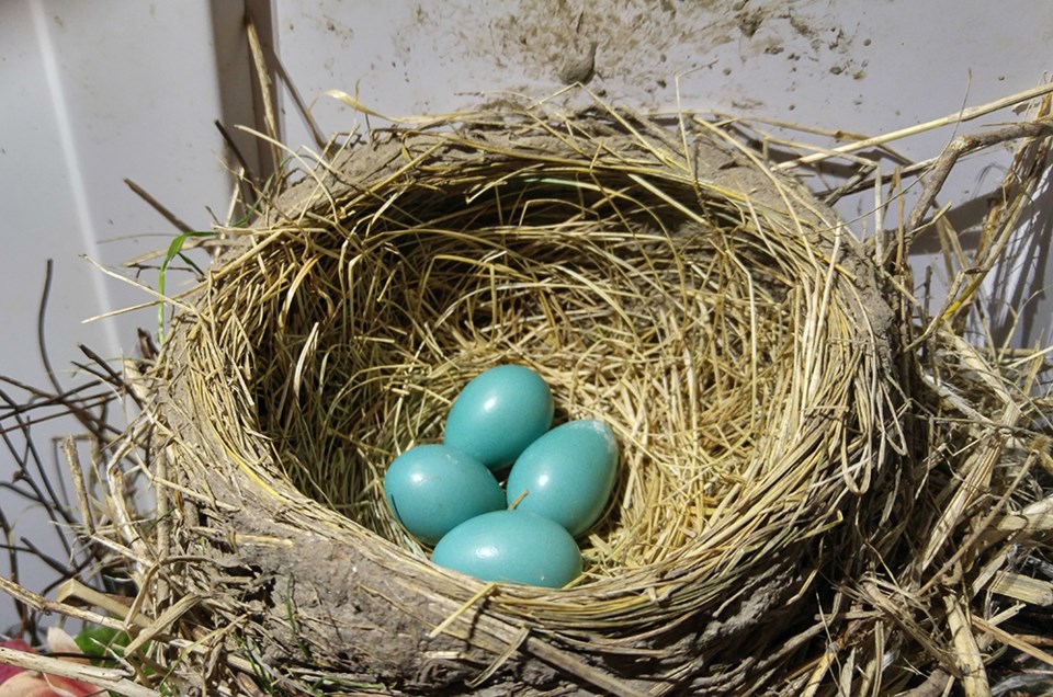 BEYOND LOCAL: Birds' nests express their unique style and past experiences  - Orillia News