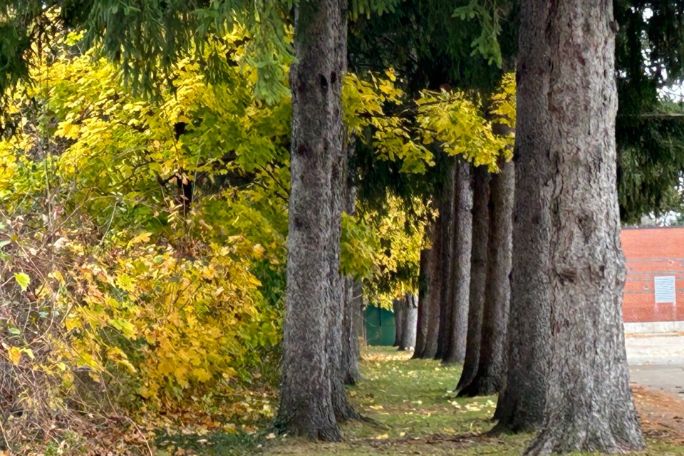 USED 2021-11-17-gm-flamborough-pine-trees-baj