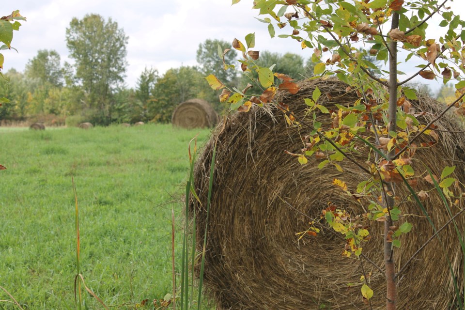 USED 2024-09-30-gm-flamborough-hay-bales-baj