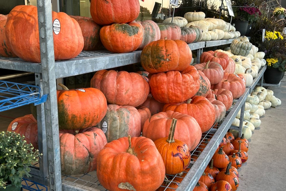 USED 2024-09-30-gm-flamborough-pumpkins-baj