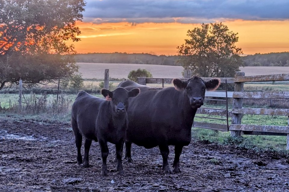 USED 2024-09-30-gm-flamborough-stephens-cows-sub