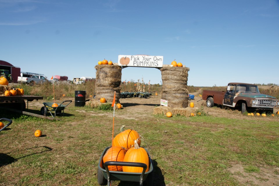 USED 2024-10-14-gm-flamborough-hanes-pumpkin-patch-gf