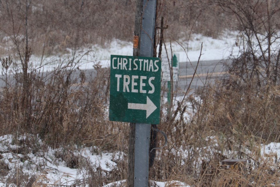 USED 2024-12-11-gm-flamborough-christmas-tree-cmsn