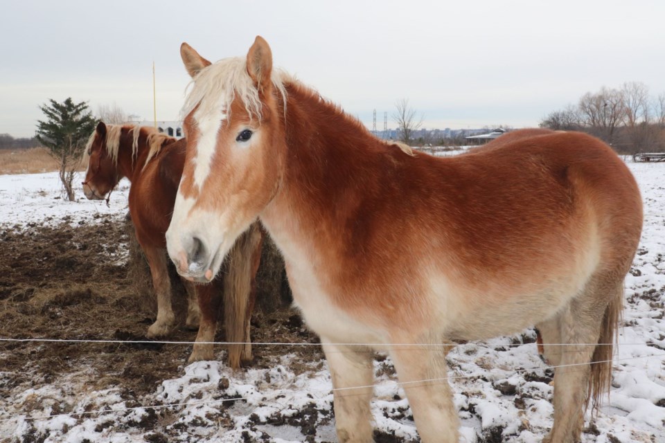 USED 2024-12-26-gm-flamborough-horse-cmsn