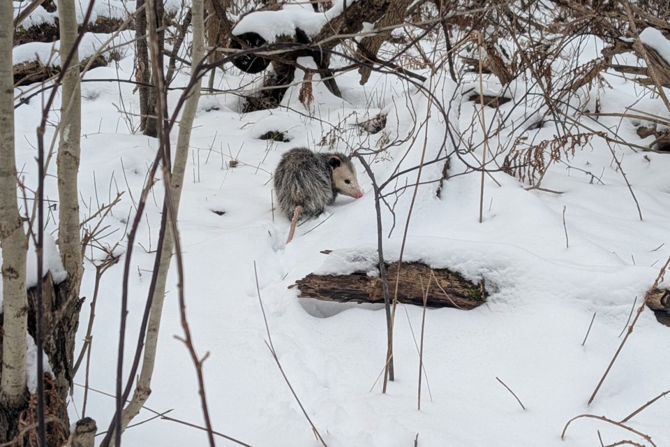 USED 2025-01-12-gm-flamborough-possum-ldj