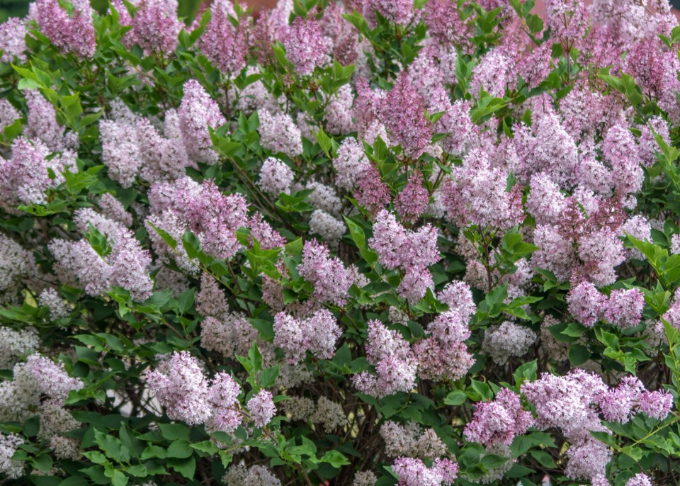 USED 20230612lilacs