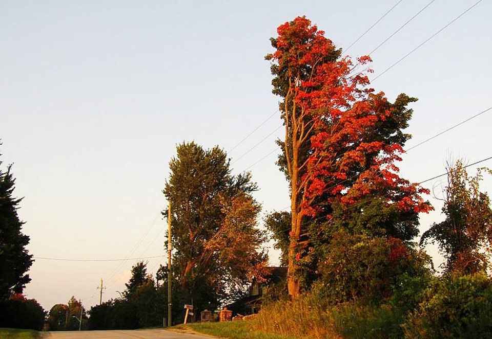 USED 20240903signsoffall32sideroad