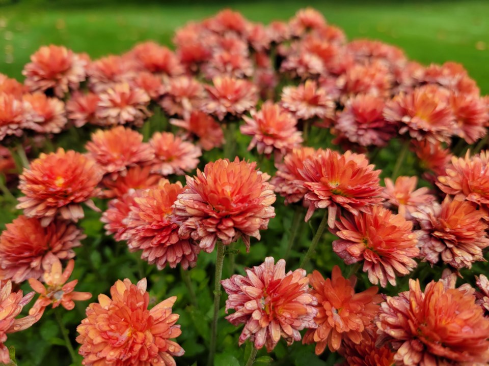 USED 0 2023-10-16-chrysanthemums