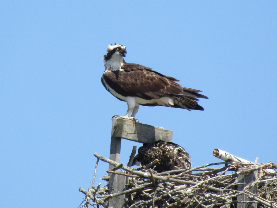 USED 2020 07 08 0070 Tiny Marsh Osprey