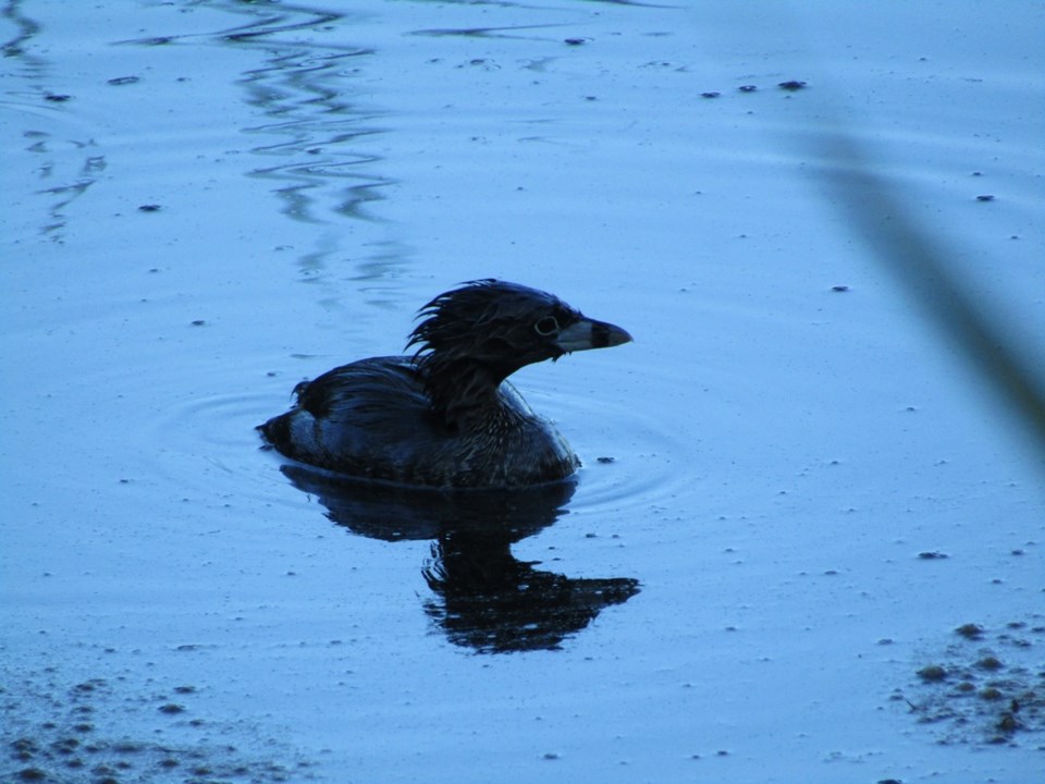 USED 2022 07 29 0003 Tiny Marsh Pied-billed Grebe