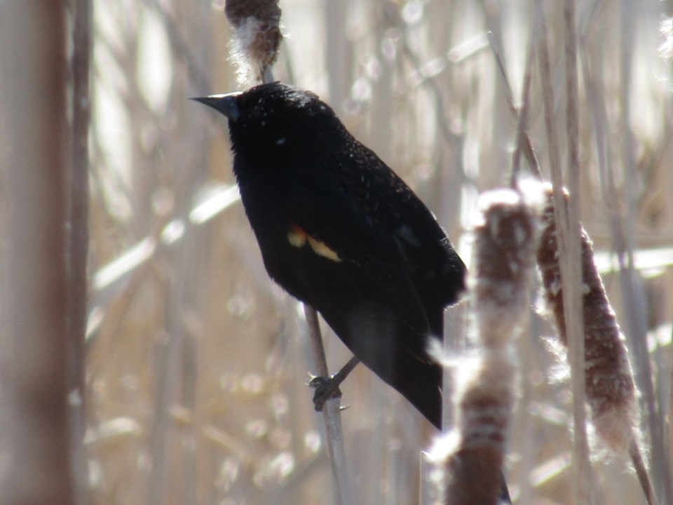 USED 2023-04-02-0026-midland-waterfront-red-winged-blackbird