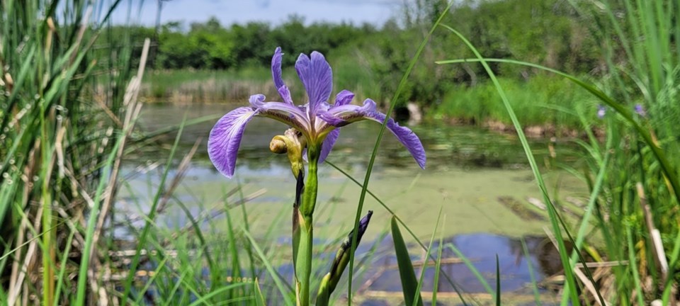 USED 2023-07-17-gm-purple-flower-wye-marsh-en