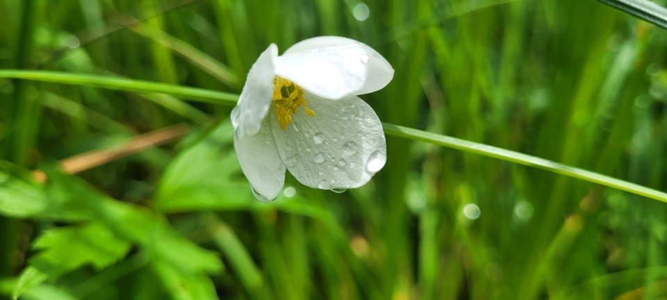 USED 2023-07-17-gm-water-dripping-from-flower-wye-marsh-en