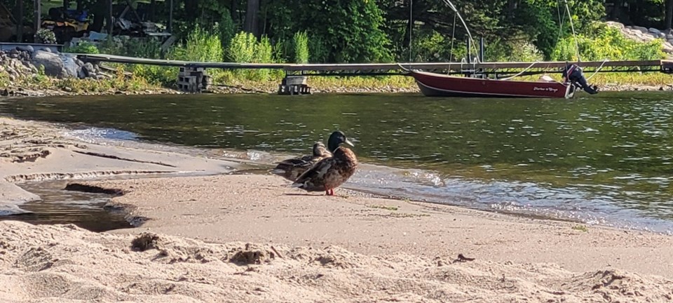 USED 2023-08-14-gm-mt-gawley-park-ducks-on-beach