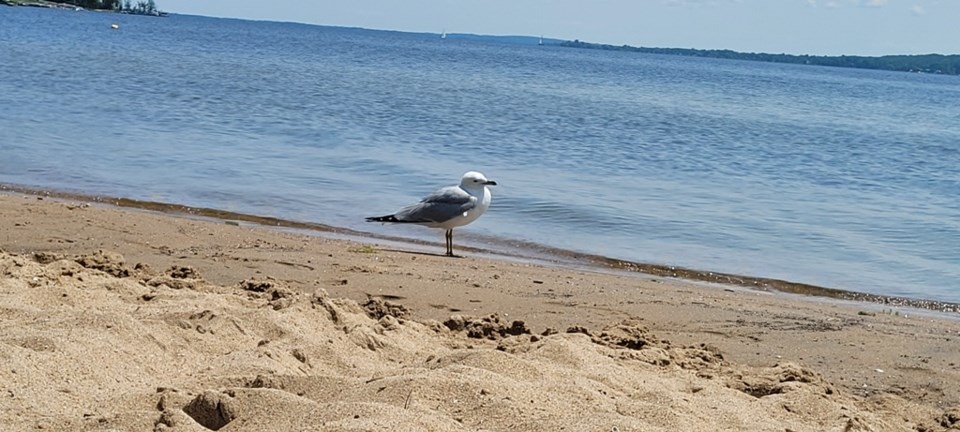 USED 2023-08-14-gm-mt-gawley-park-seagull-on-beach