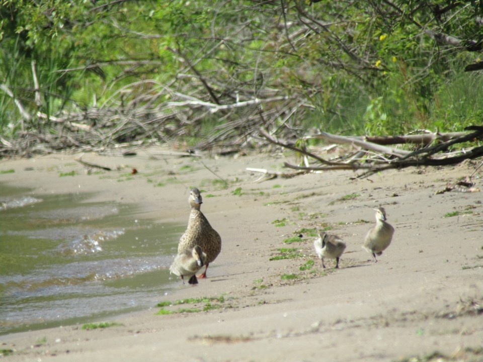 USED 2023-08-14-gm-mt-gawley-park-waterfowl