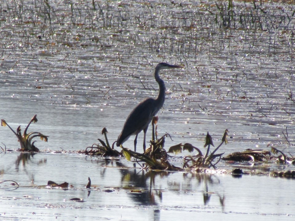 USED 2023-10-03-0060-tiny-marsh-dike