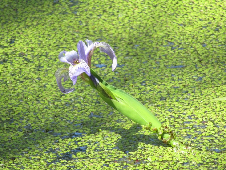 USED 2024-05-31-0028-tiny-marsh-boardwalk