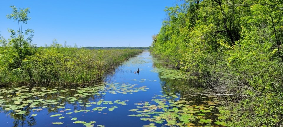 USED 2024-05-31-0073-tiny-marsh-dikes