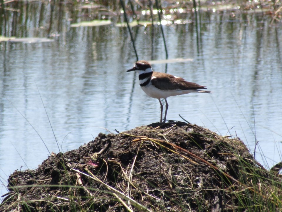 USED 2024-05-31-0081-tiny-marsh-dikes