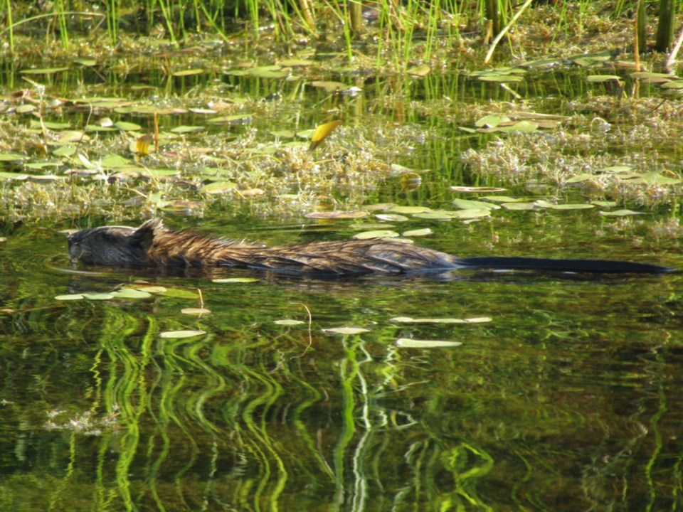 USED 2024-07-28-0016-wye-marsh