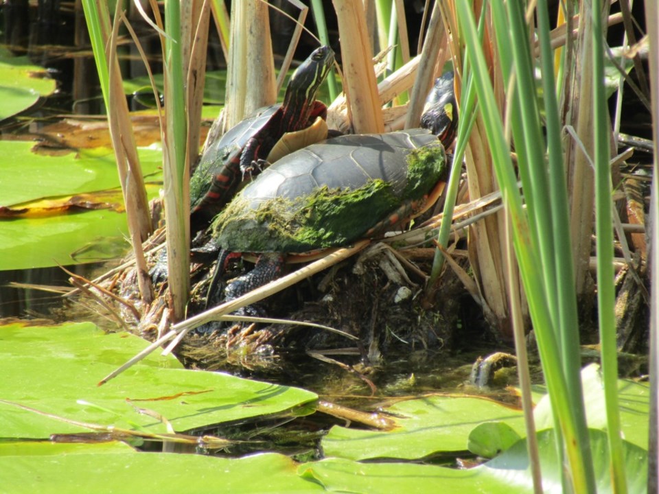 2024-07-28-0056-wye-marsh