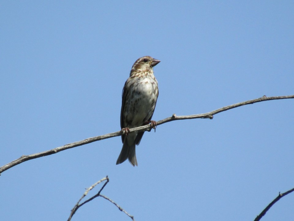 2024-07-28-0060-wye-marsh