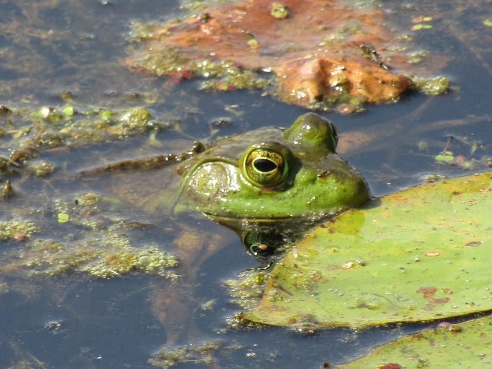 USED 2024-07-28-0064-wye-marsh