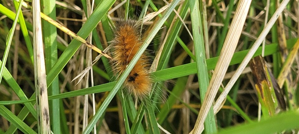 USED 2024-09-11-0017-tiny-marsh-brdwlk-trail