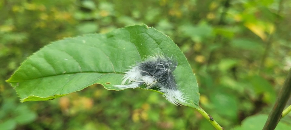 USED 2024-09-11-0036-tiny-marsh-brdwlk-trail