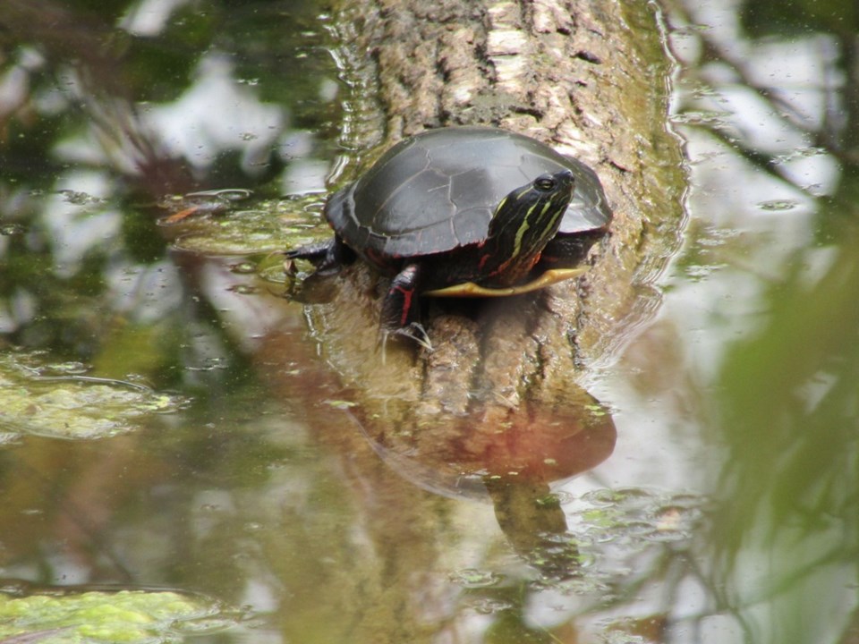 USED 2024-09-11-0061-tiny-marsh-brdwlk-trail