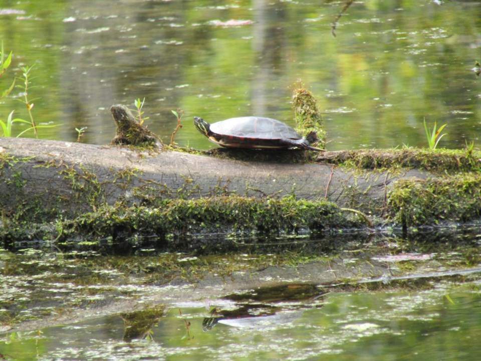 USED 2024-09-11-0064-tiny-marsh-brdwlk-trail